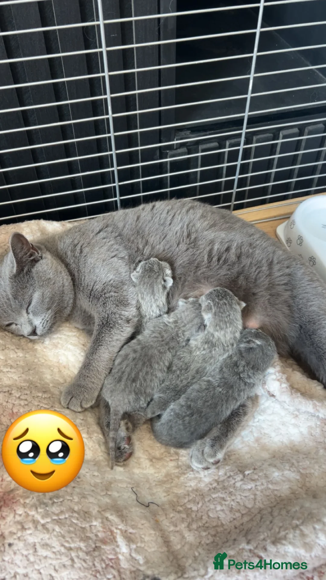 British Shorthair cats for sale: British shorthair-blue kittens  - Advert 1