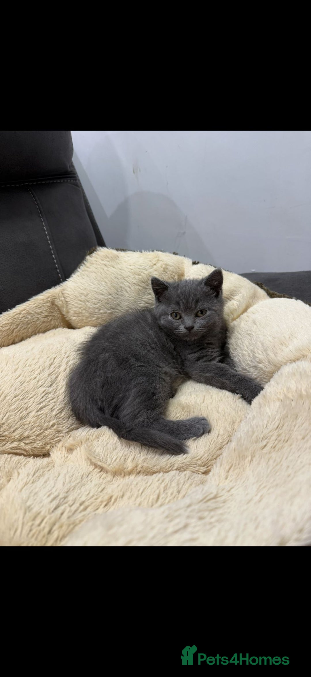 British Shorthair cats for sale: British shorthair kitten”Ready now” - Image 6