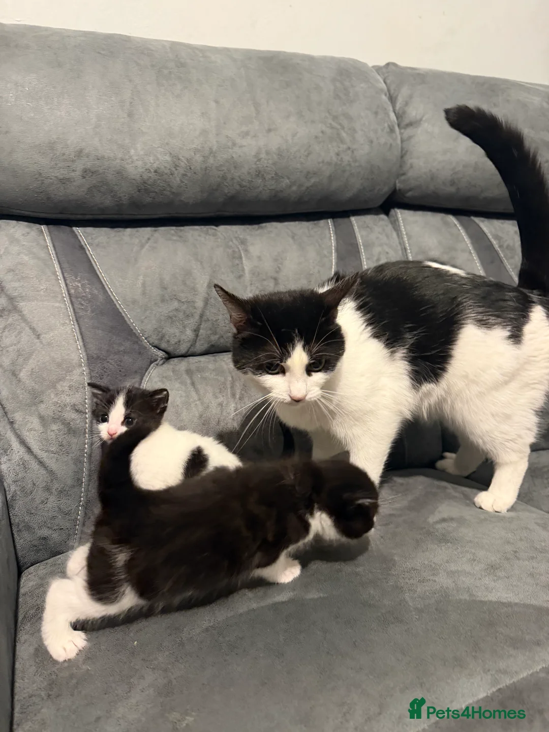 Mixed Breed cats for sale: Kittens for sale  in Hayes - Advert 2