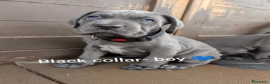 Cane Corso 4
