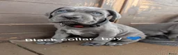 Cane Corso dogs for sale: Blue cane corso puppies  - Advert 13