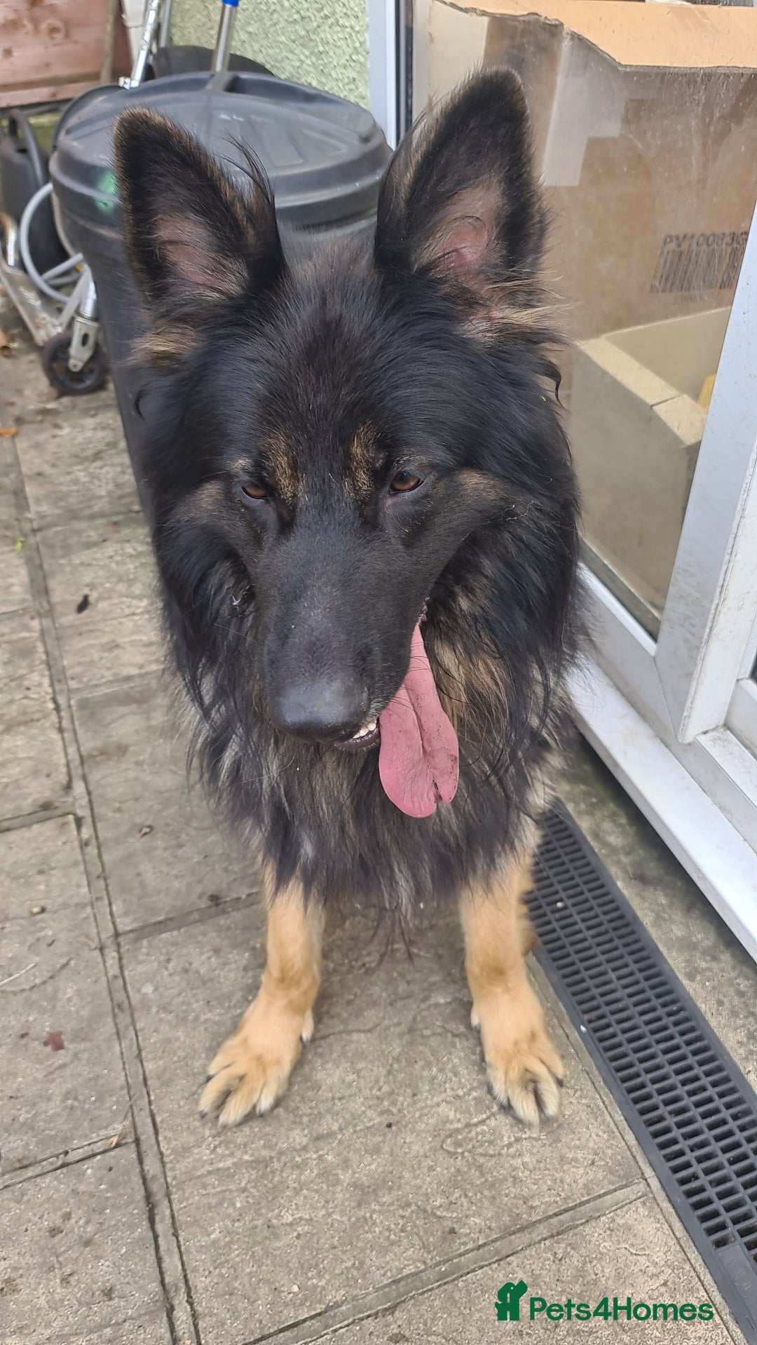 German Shepherd dogs for sale: Long fur German shepard  - Advert 3