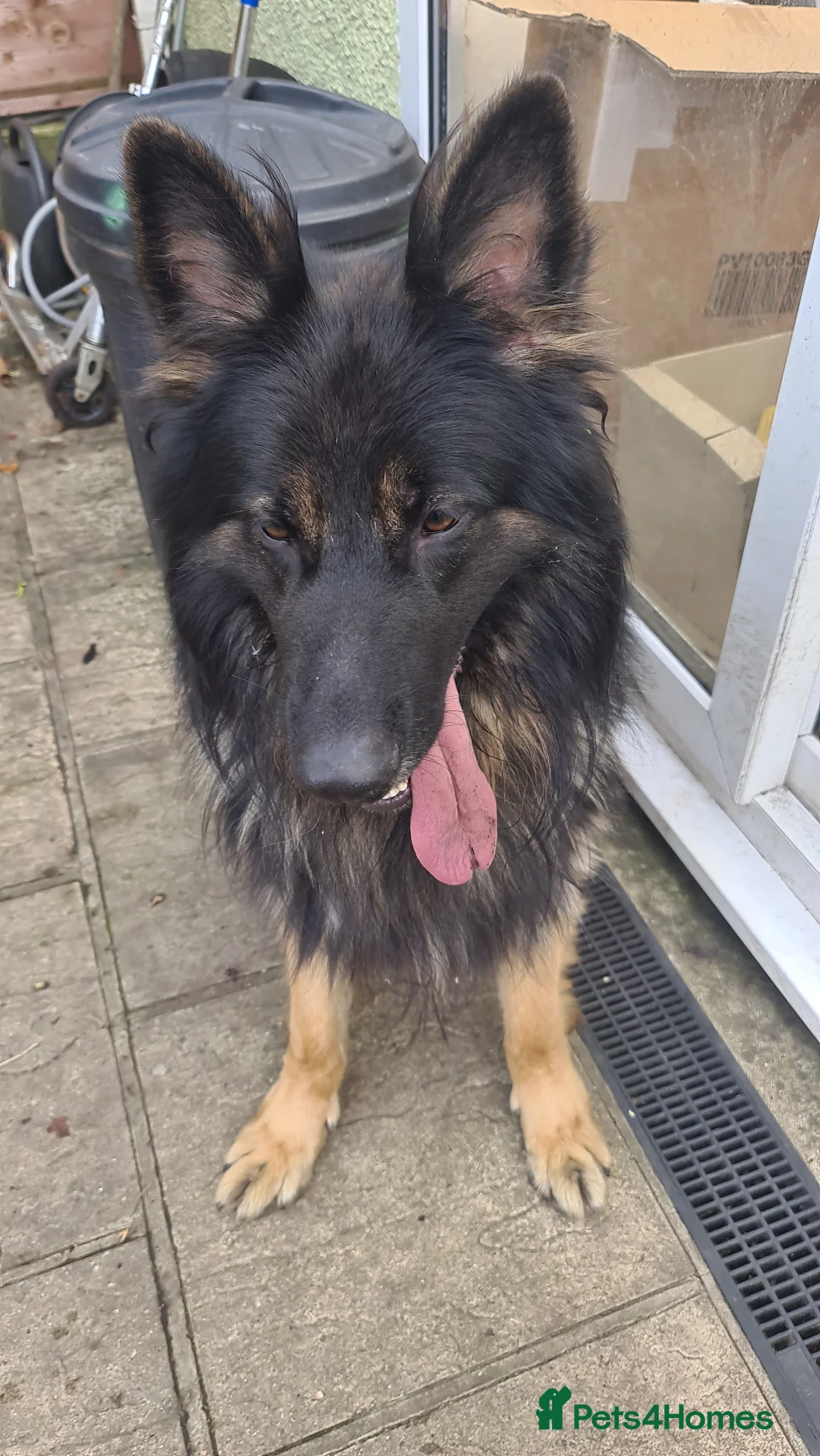 German Shepherd dogs for sale: Long fur German shepard  - Advert 3