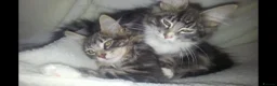 Norwegian Forest Cat cats for sale: 2 Gorgeous Blue Norwegian  - Advert 4