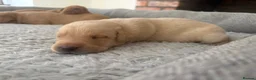 Labrador Retriever dogs for sale: Health Tested IGL Champion Bred Labrador Puppies  - Advert 10