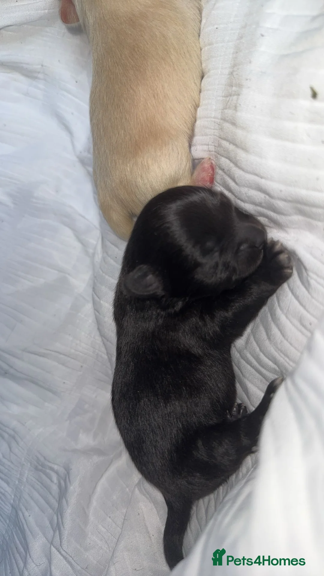 Pomchi dogs for sale: 🎀Pomchi puppies🎀 - Advert 4
