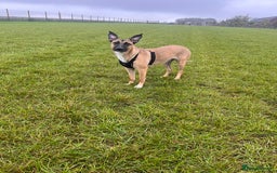 Mixed Breed dogs for sale: Maggie, 11months. Mali/GermanShep X Greyhound - Image 6