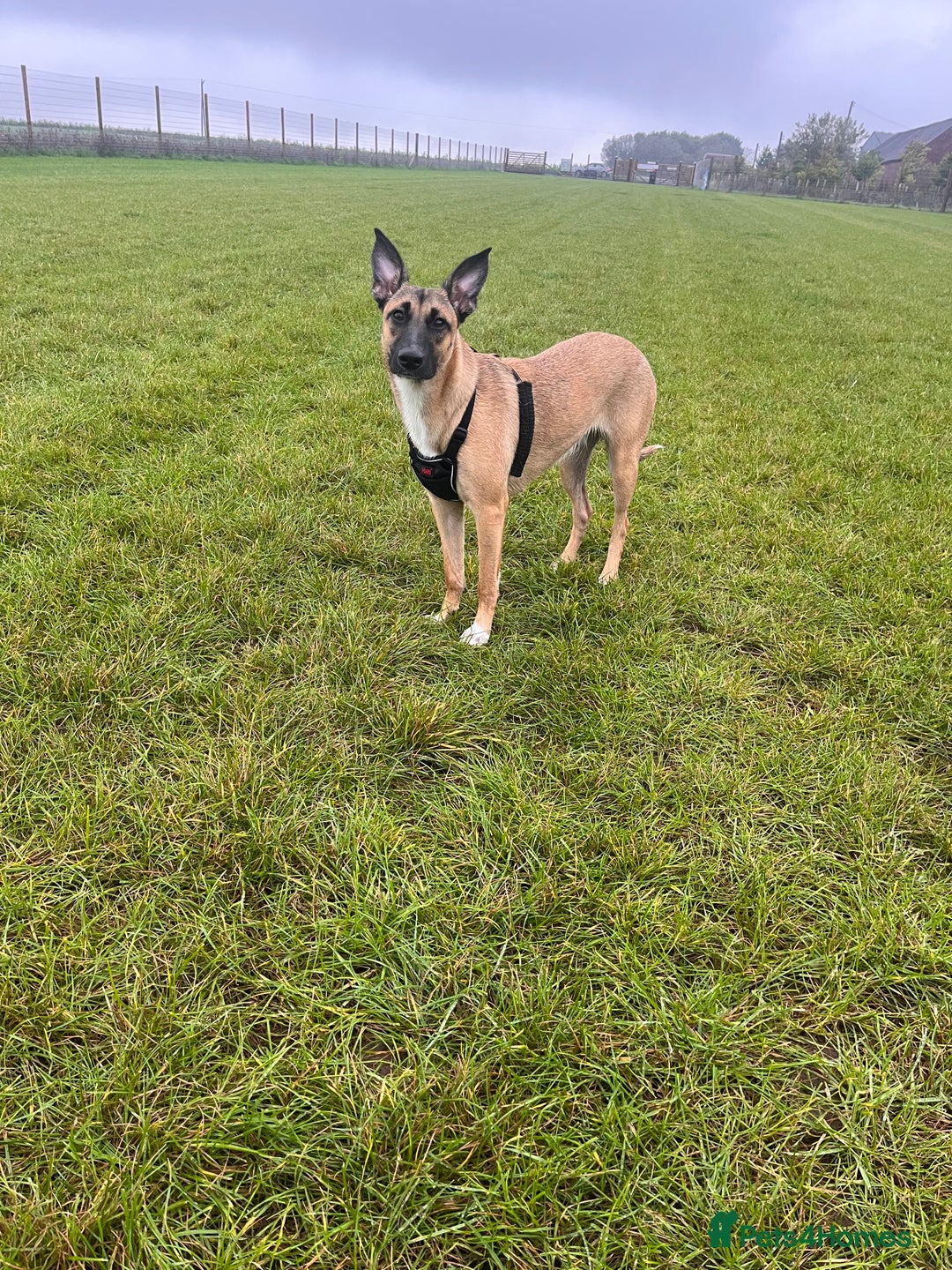 Mixed Breed dogs for sale: Maggie, 11months. Mali/GermanShep X Greyhound - Image 6
