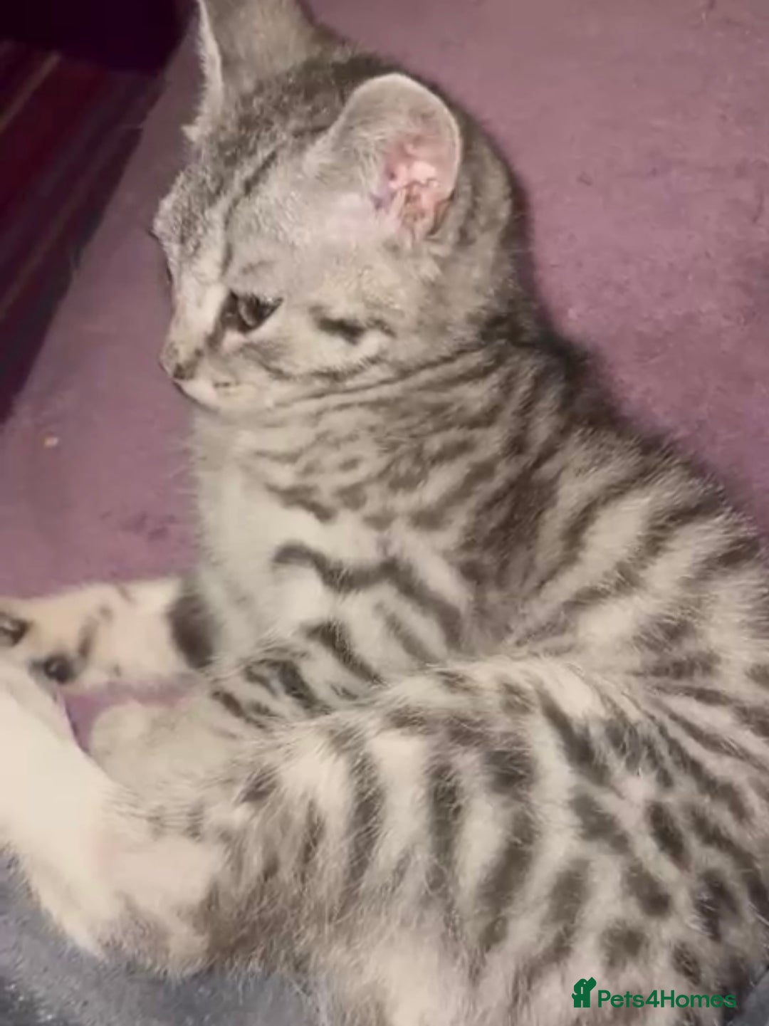 Mixed Breed cats for adoption: Rescue kitten needs home of his own - Advert 3