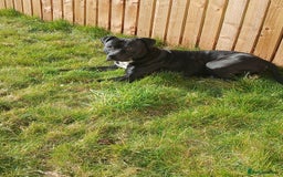 Mixed Breed dogs for sale: Cane corso/stafee - Image 3