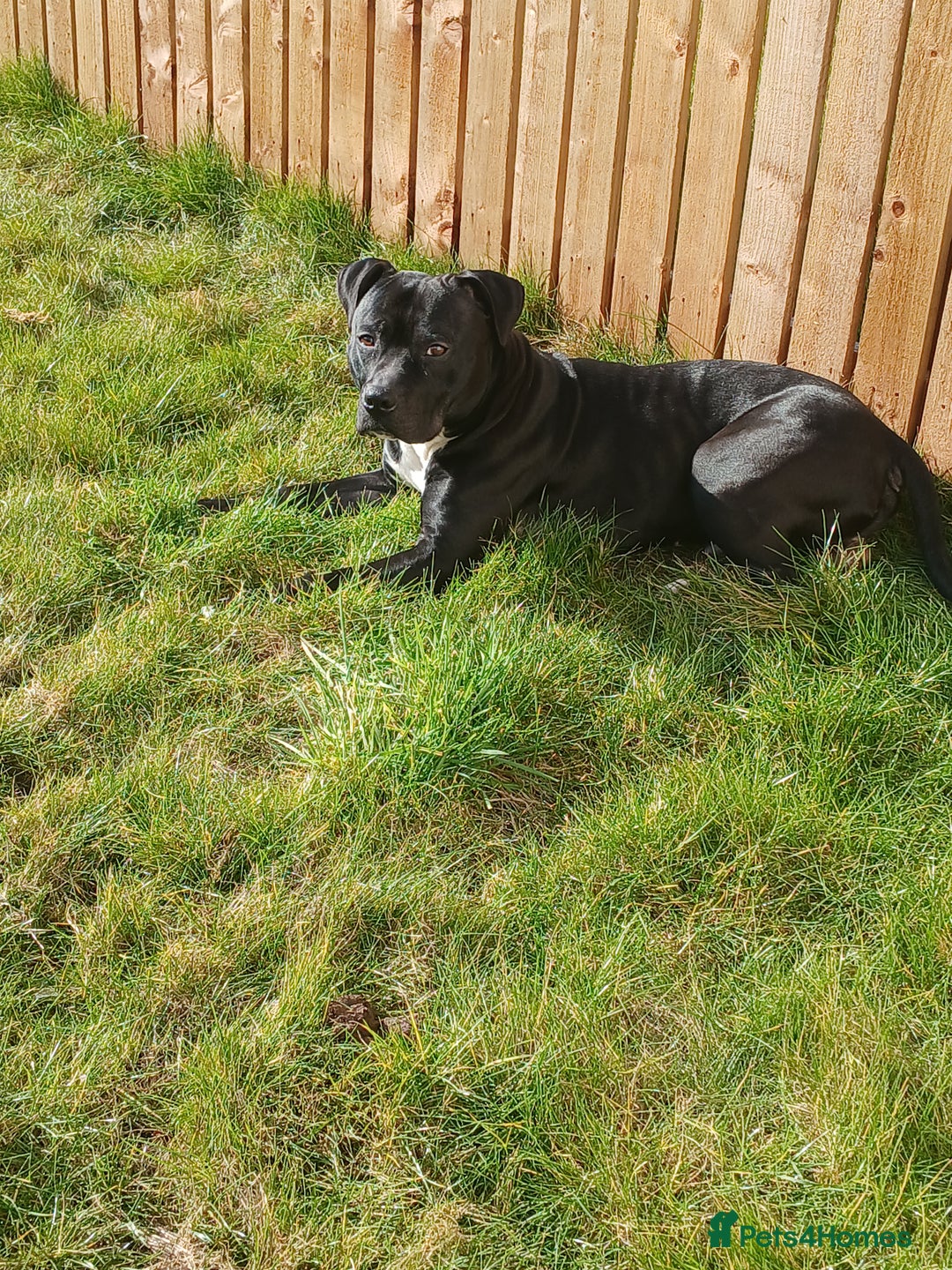 Mixed Breed dogs for sale: Cane corso/stafee - Image 3