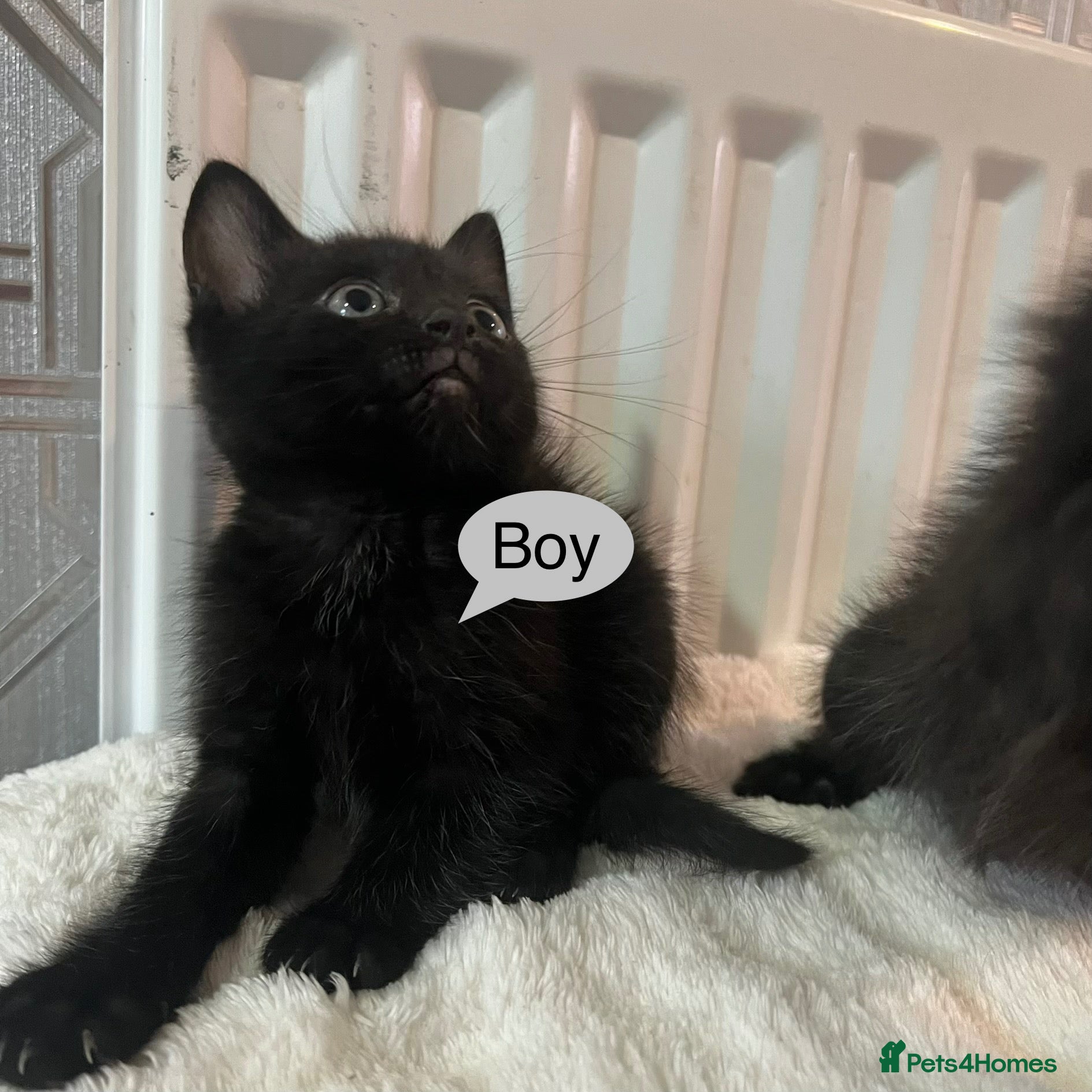 Ragdoll cats Last kitten available boy half Ragdoll  - Advert 20