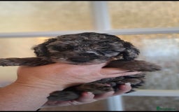 Cockapoo dogs for sale: Gorgeous Cockapoos Health Tested Parents - Image 6