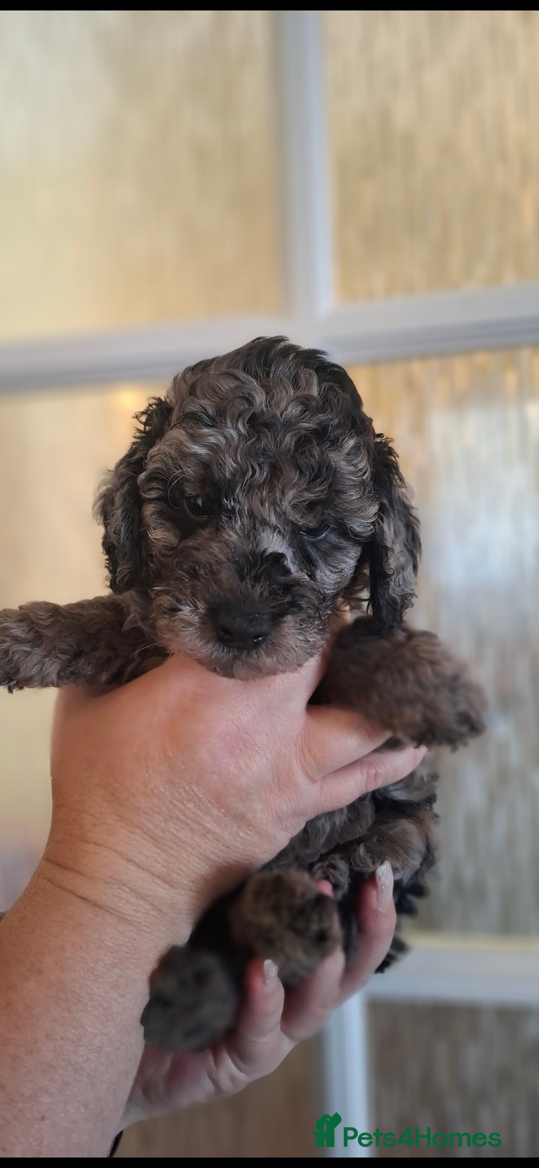 Cockapoo dogs for sale: Gorgeous Cockapoos Health Tested Parents - Image 6