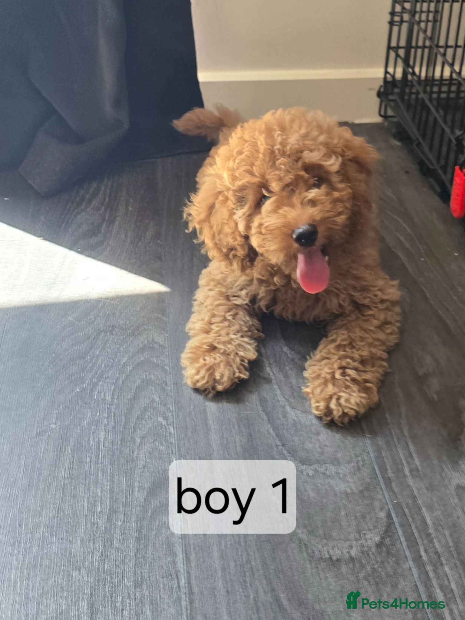 Cavapoo dogs BOYS ONLY cavapoo pups ready to leave  - Advert 1