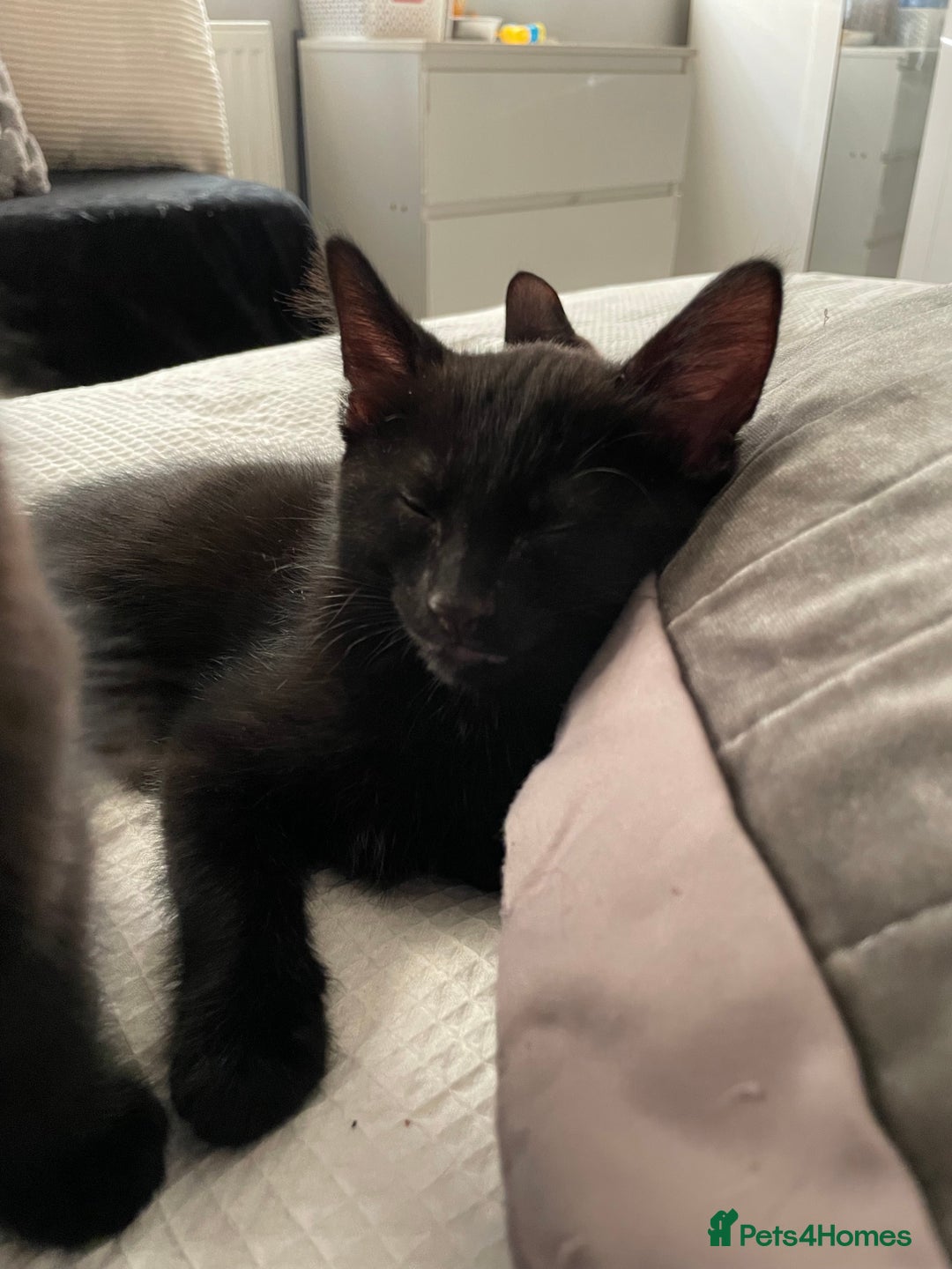 Mixed Breed cats for sale: Kittens for sale ready to leave  - Image 2