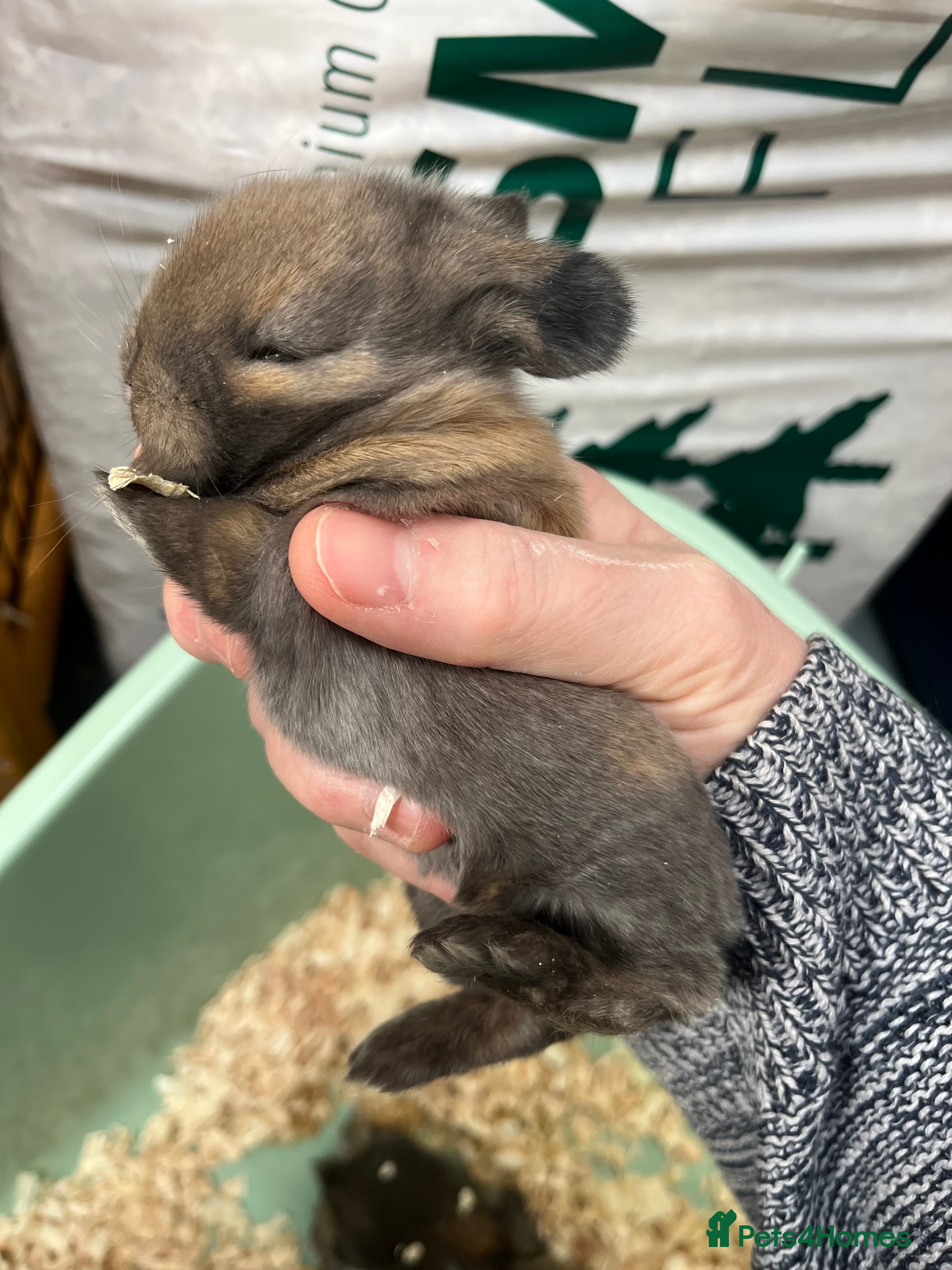 Mini Lop rabbits Gorgeous Mini Lops - Advert 18