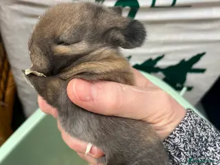 Mini Lop rabbits Gorgeous Mini Lops - Advert 18