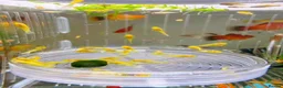 Platies fish for sale: small Platy, Guppy,shrimps &Bristlenose Pleco  - Advert 26