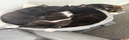Mixed Breed cats for sale: Black male kitten looking for forever home! - Advert 7