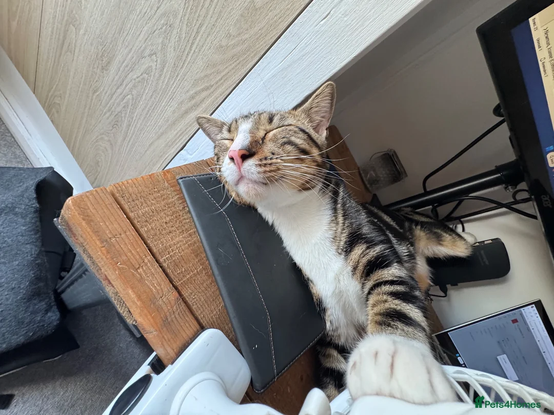 Bengal cats for sale: Benson  - Advert 2