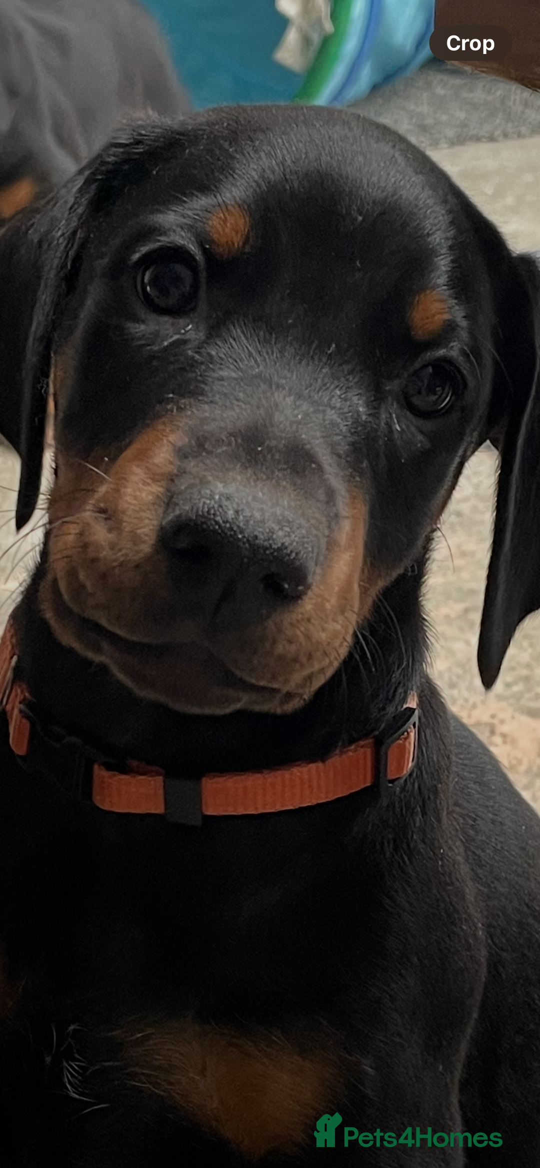 Dobermann dogs for sale: KC REG Fully health tested parents - Image 12