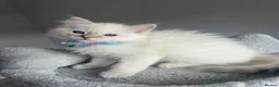 Ragdoll cats for sale: GCCF ragdoll kittens for sale - Advert 24