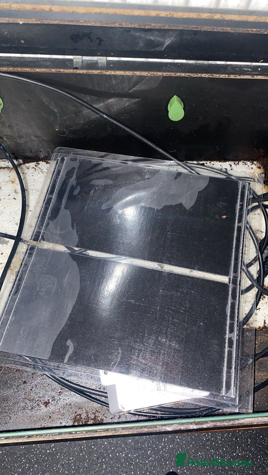 Leopard Gecko reptiles for sale: leopard gecko - Image 18