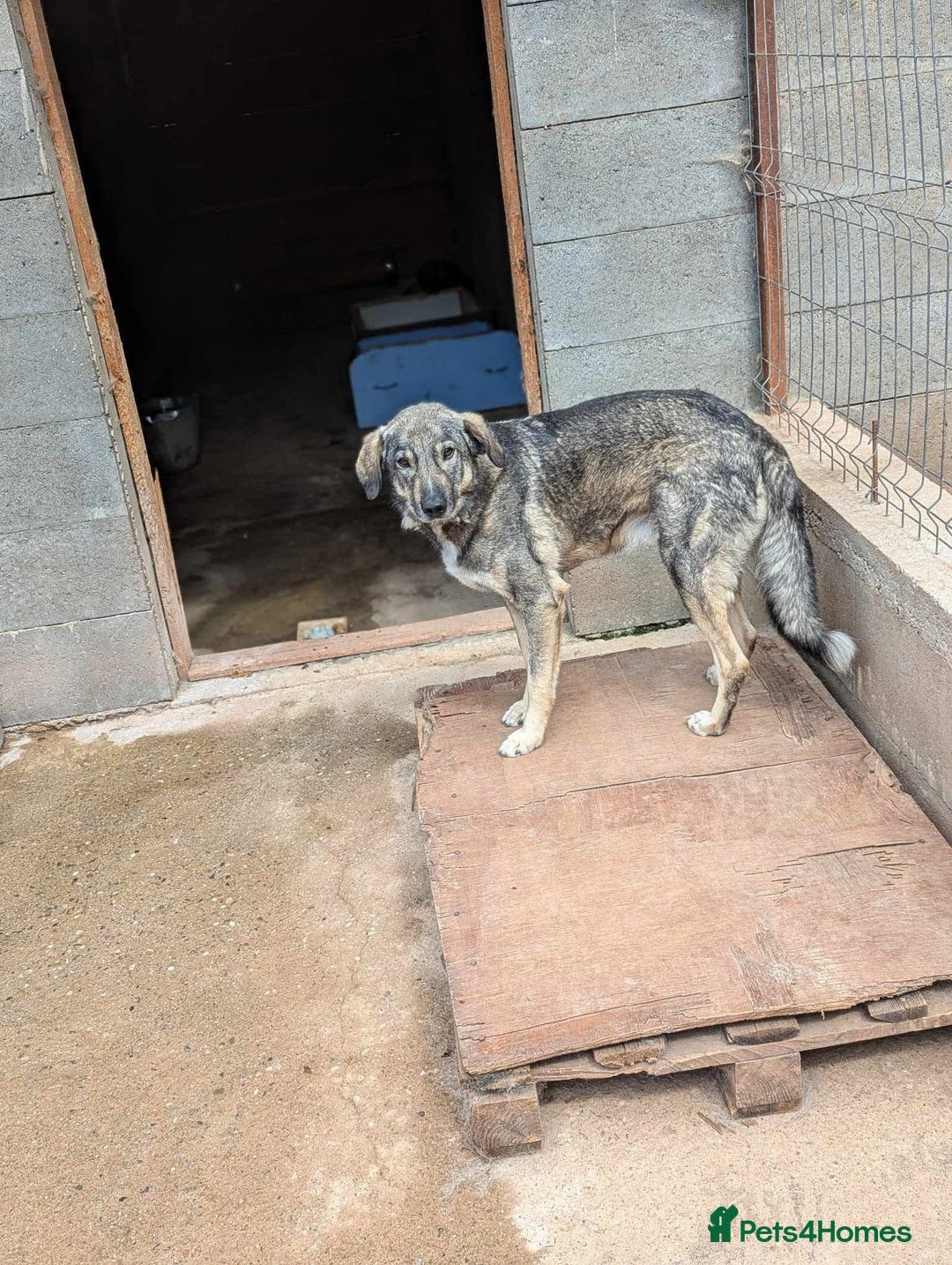 Mixed Breed dogs for adoption: Lucky 💙 - Advert 7