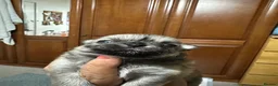 Chihuahua dogs for sale: Beautiful long-haired chihuahuas  - Advert 22