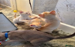 Burmese cats for sale: Burmese Kittens For Sale - Advert 11