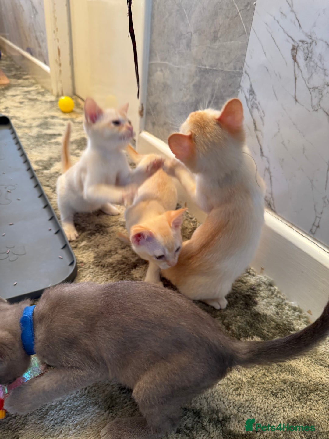 Burmese cats for sale: Burmese Kittens For Sale - Advert 11