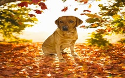 Labrador Retriever dogs for sale: Must go together  - Image 4