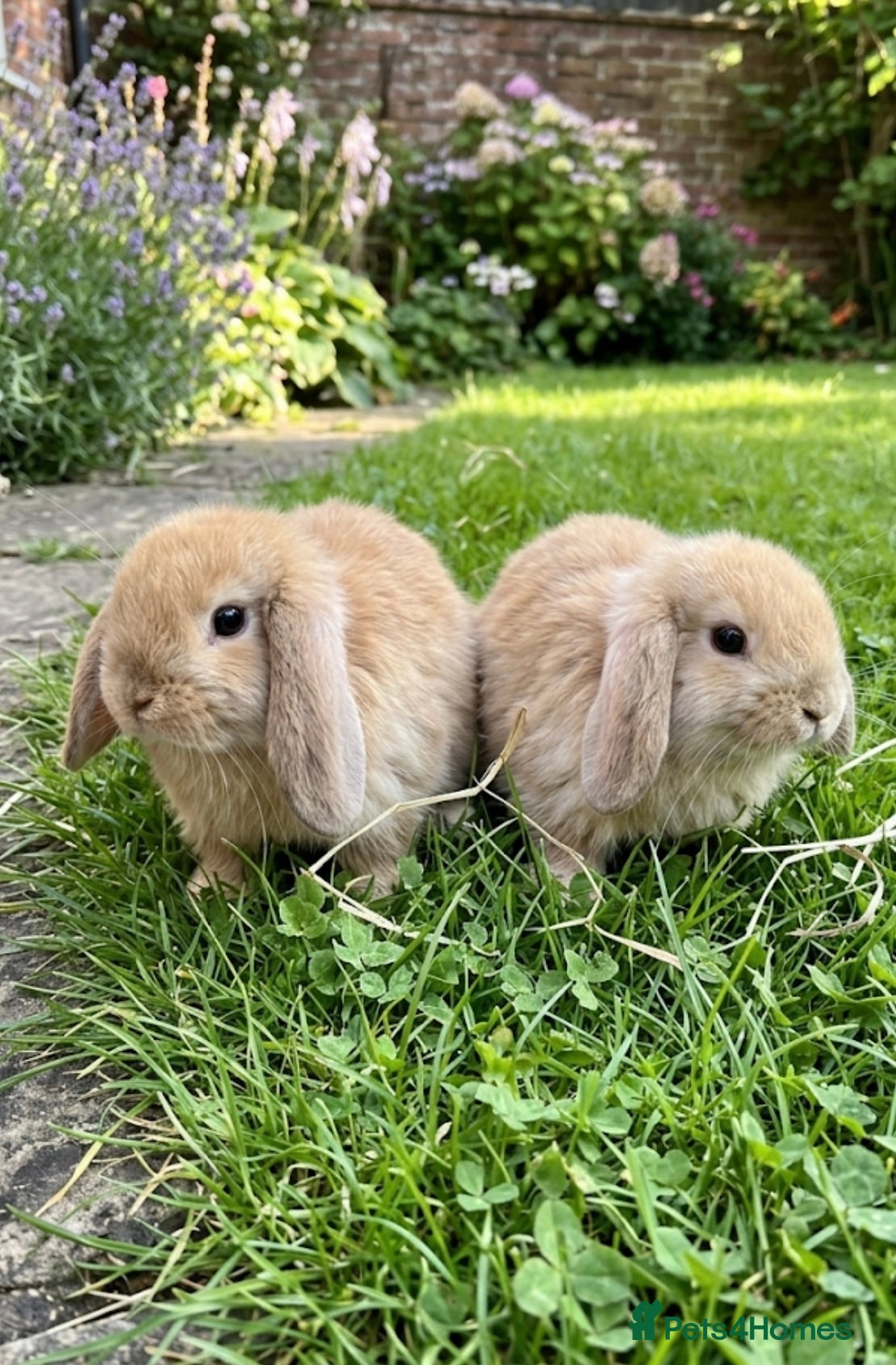 Mini Lop rabbits for sale: Mini lops - Advert 3