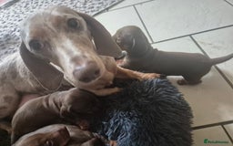 Miniature Dachshund dogs for sale: Minature smooth haired Dachshunds - Image 5