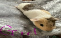 Guinea Pig rodents for sale: Mixed baby guinea pigs - Image 2