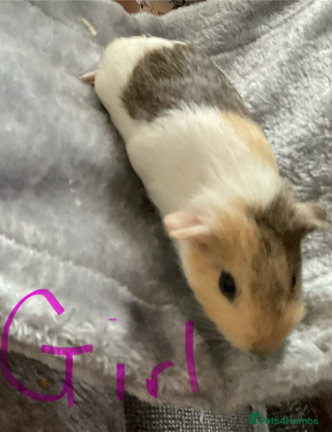 Guinea Pig rodents for sale: Mixed baby guinea pigs - Image 2