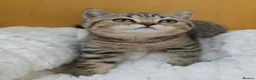British Shorthair cats for sale: Golden Tabby Kittens  - Advert 34