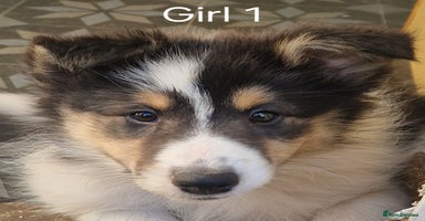 Mixed Breed dogs - Advert 11