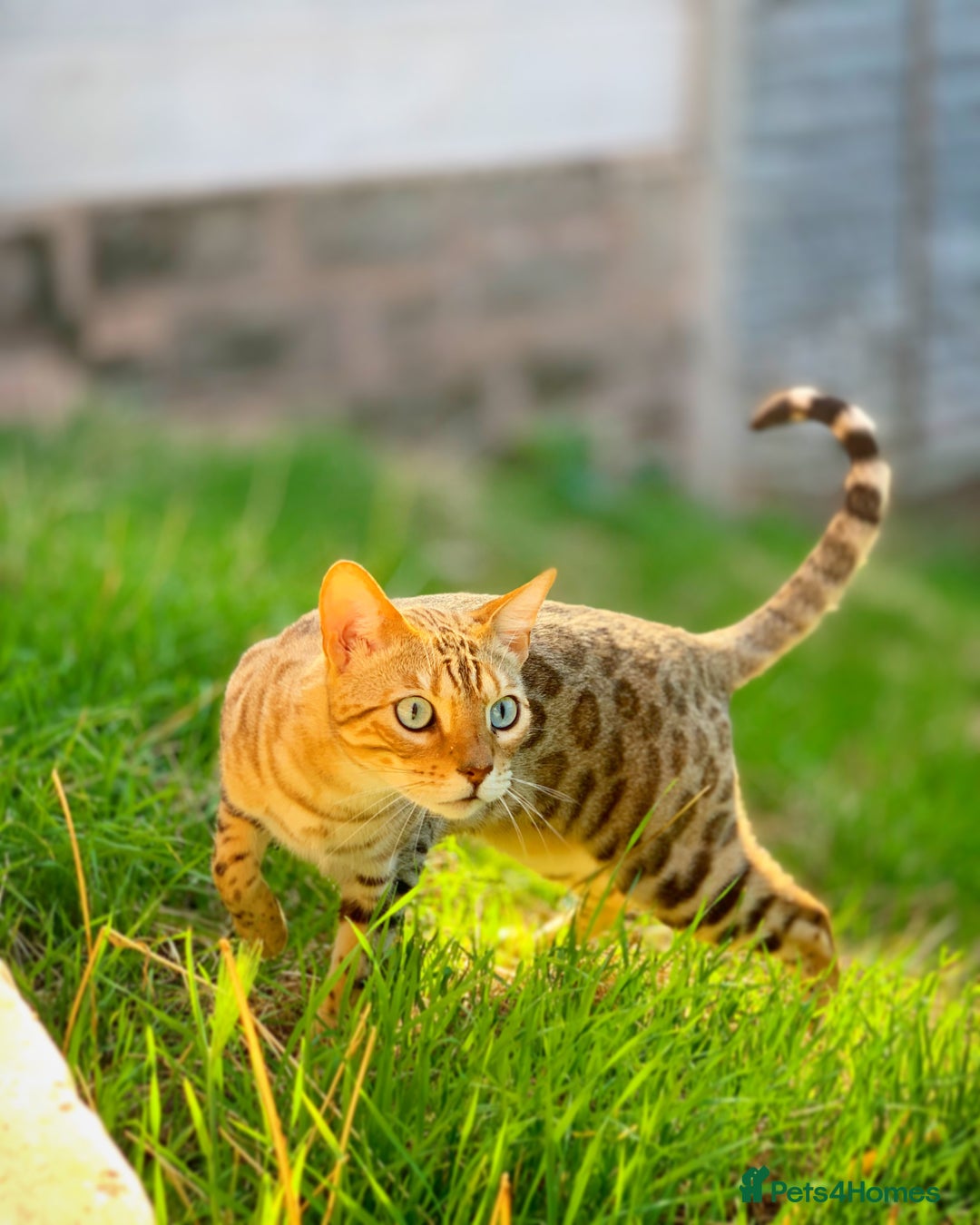 Bengal cats for sale: Beautiful Bengal Cat (male) - Advert 1