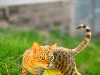 Bengal cats Beautiful Bengal Cat (male) - Advert 1