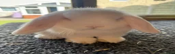 Netherland Dwarf rabbits for sale: Young Netherland Dwarfs - Advert 9