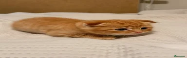 Scottish Fold 2