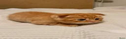Scottish Fold cats for sale: Scottish Folds & Straights  - Advert 7