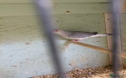 Doves birds for sale: Male diamond dove 1yr old - Image 4