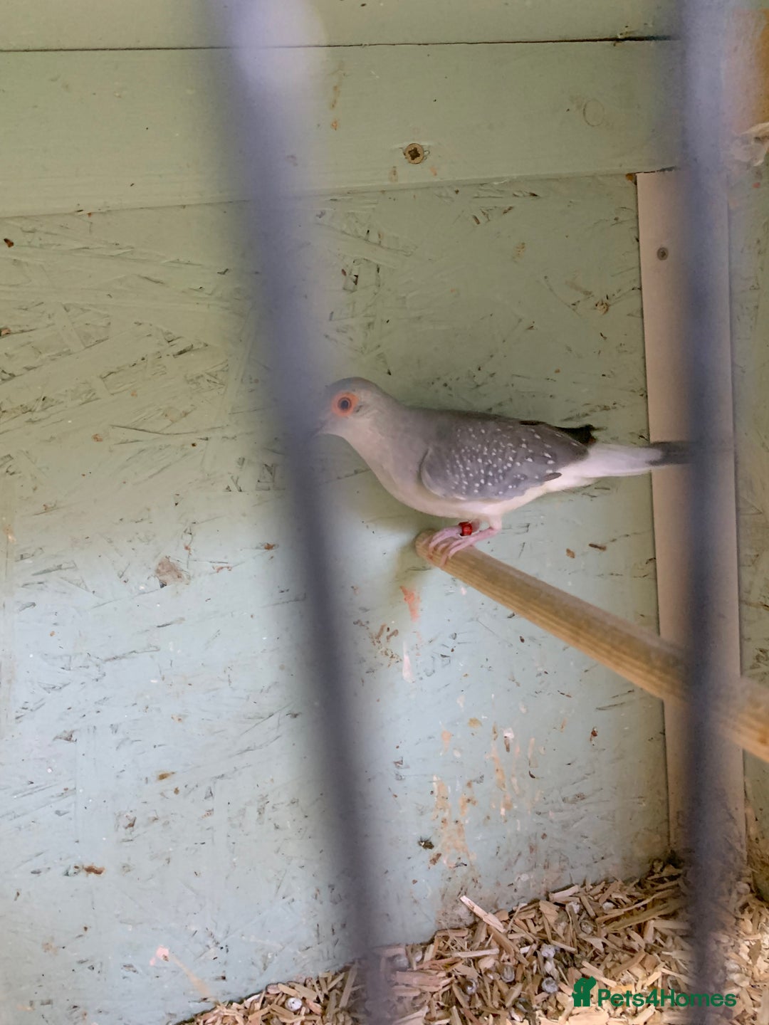 Doves birds for sale: Male diamond dove 1yr old - Image 4