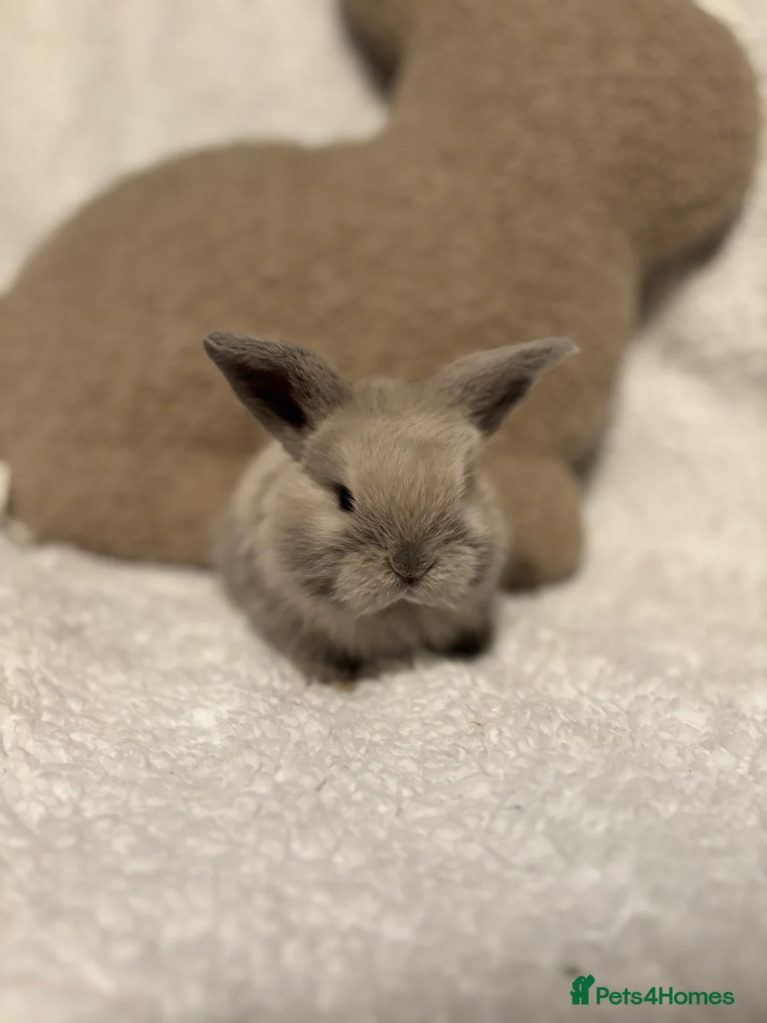 Mini Lop rabbits for sale: Mini lops 🐰 ready to reserve ✨  - Advert 11