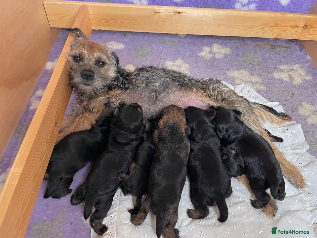 Border Terrier dogs for sale: Beautiful Border Terrier Puppies - Advert 1