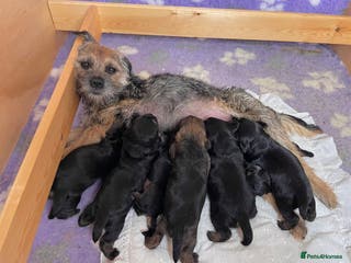 Border Terrier dogs Beautiful Border Terrier Puppies - Advert 4