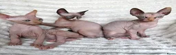 Sphynx cats for sale: Canadian Sphynx Kittens  - Advert 21
